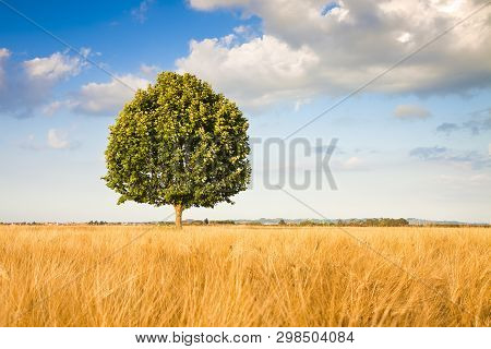 Isolated Tree In A Tuscany Wheatfield - (tuscany - Italy)