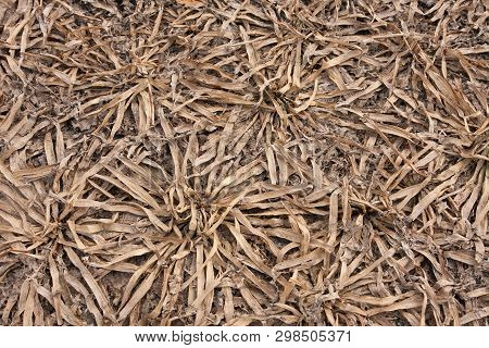 Dry Soil Of The Dried-up Reservoir With A Set Of Bushes Of Algae