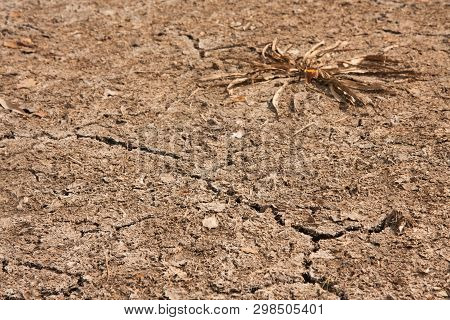 Dry Soil Of The Dried-up Reservoir With One Bush Of Seaweed And Cracks