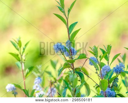 Natural Plant New Jersey Tea Ceanothus Americanus With Defocused Background.
