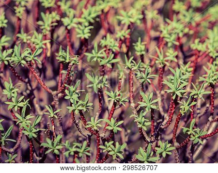 Detailed Close Up Of Little Branches With Tiny Leaves. Makro Nature, Background And Texture Pattern 