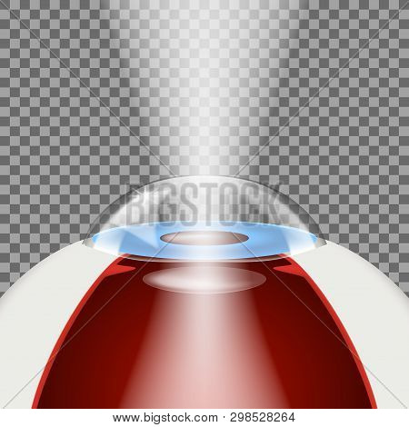 Intraocular Lenses Implantation Transparent Model For Education