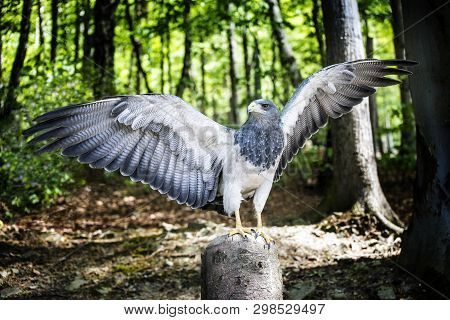 Aguja, A Bird In The Hawk Family Standing In Green Forest With Spread Wings, About To Take Flight.