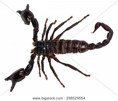 Black Scorpion Isolated On White Background (pandinus Longimanus).