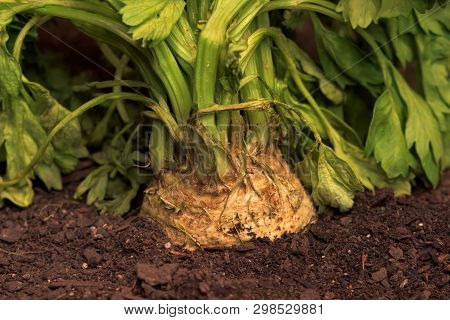 Celeriac Or Celery Root In Ground In Vegetable Garden, Close Up Of Turnip-rooted Celery