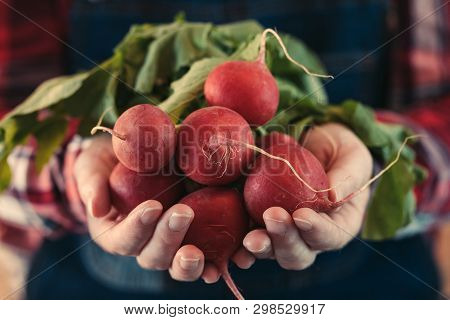 Female Farmer Holding Bunch Of Harvested Radishes, Close Up Of Hands, Selective Focu