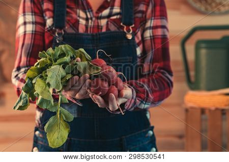Female Farmer Holding Bunch Of Harvested Radishes, Close Up Of Hands, Selective Focu