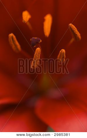 Bela flor de lírio asiático anteras