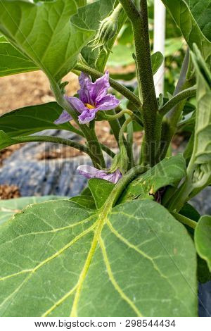 Young Plants Of Eggplants Vegetables Growing In Greenhouse Close Up