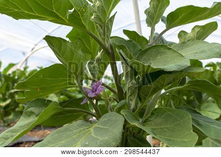 Young Plants Of Eggplants Vegetables Growing In Greenhouse Close Up
