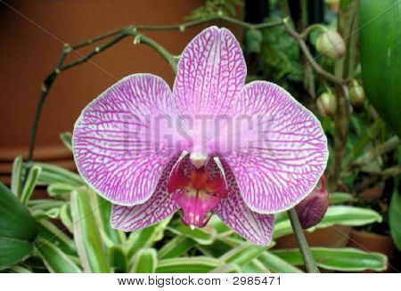 Flower2