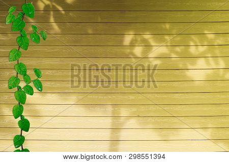 Green Leaves Of Coatbuttons Nature Border And Shadow Plant Tree On Orange Wood Background