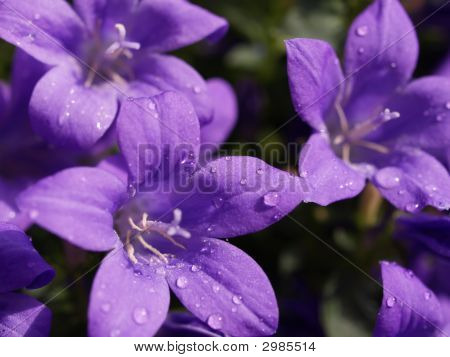 Purple Rain