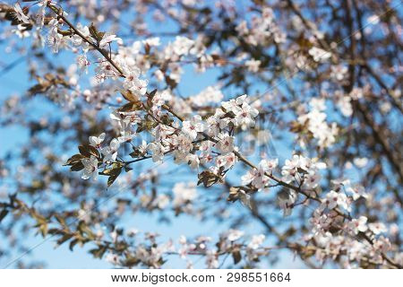 Cherry Plum Branches With White Flowers And Young Leaves, Spring Concept.