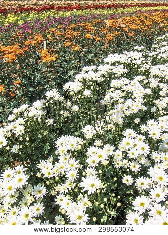 Field Of Perfect  Gerbera's In Beautiful Full Blossom In Holambra, Brazil