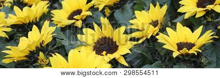Background Of Yelllow Sunflowers In Spring In Landscape Format