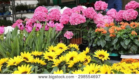 Florist Shop With Pink Hydrangeas And Yellow Sunflowers
