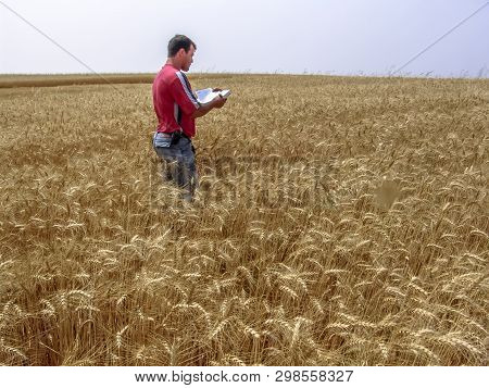 Tibagi, Parana, Brazil, September 20, 2007. Agronomist Analyzing Plants In A Wheat Crop In Brazil