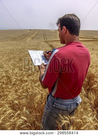 Tibagi, Parana, Brazil, September 20, 2007. Agronomist Analyzing Plants In A Wheat Crop In Brazil