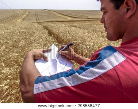 Tibagi, Parana, Brazil, September 20, 2007. Agronomist Analyzing Plants In A Wheat Crop In Brazil