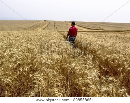 Tibagi, Parana, Brazil, September 20, 2007. Agronomist Analyzing Plants In A Wheat Crop In Brazil