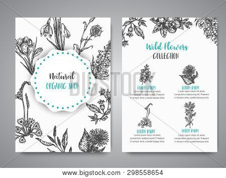 Hand Drawn Herbs And Wild Flowers Cards Vintage Collection Of Plants Vector Illustrations In Sketch 