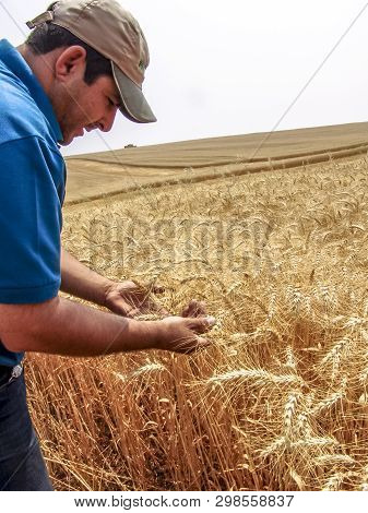 Tibagi, Parana, Brazil, September 20, 2007. Agronomist Analyzing Plants In A Wheat Crop In Brazil
