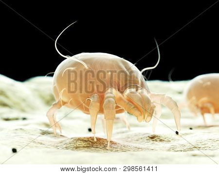 3d rendered medically accurate illustration of a dust mite
