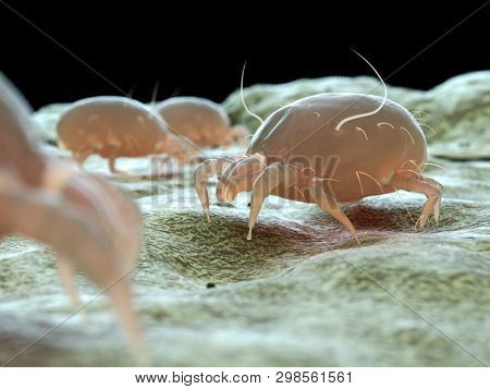 3d rendered medically accurate illustration of a dust mite