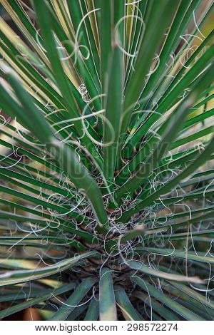Agave Filifera In The Desert, Close-up Image.focus On Thin Leaves, Natural Background.