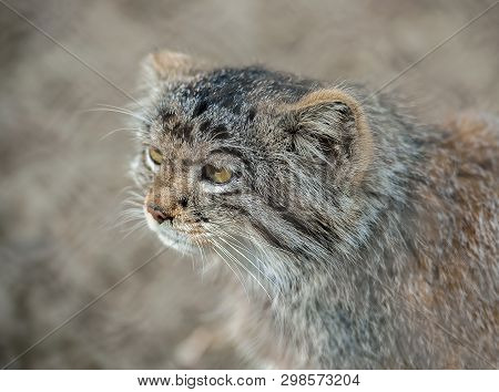 Pallas Cat (otocolobus Manul) Living In The Grasslands And Montane Steppes Of Central Asia. Portrait