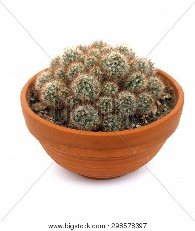 Mamillaria Izrastayushchy (mammillaria Prolifera) On A White Background