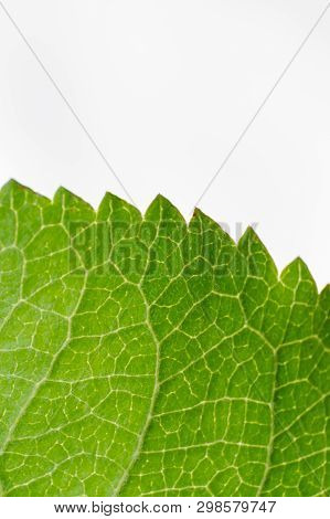 Green Leaf Close-up Isolated On White Background.nef