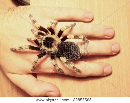 Big Spider Tarantula In Hand, Brachypelma Smithi