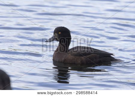 Female Tufted Duck (aythya Fuligula)