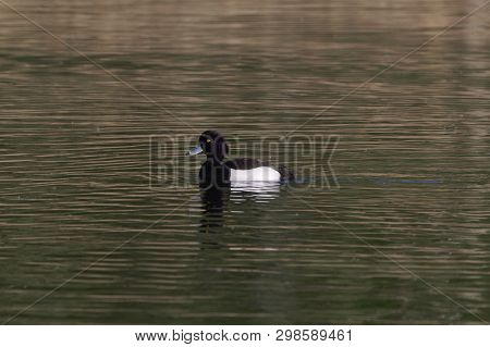 Male Tufted Duck (aythya Fuligula)