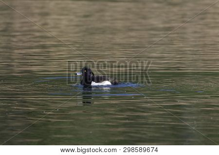 Male Tufted Duck (aythya Fuligula)