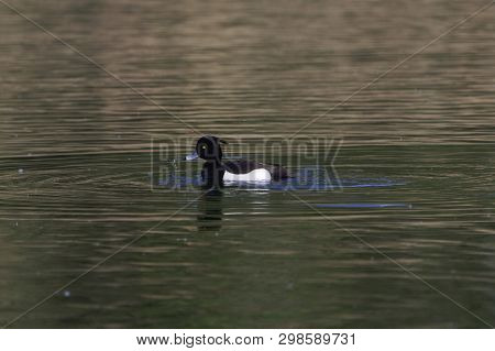 Male Tufted Duck (aythya Fuligula)
