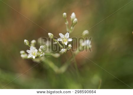 Thyme-leaf Sandwort, Arenaria Serpyllifolia