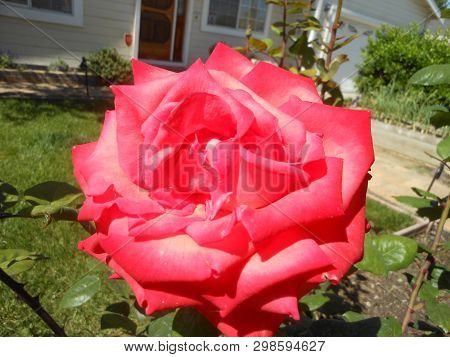 Close Vire Of Prschy Pink Rose In Yard