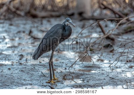 Black Heron Wading In Shallow Water , Egretta Ardesiaca