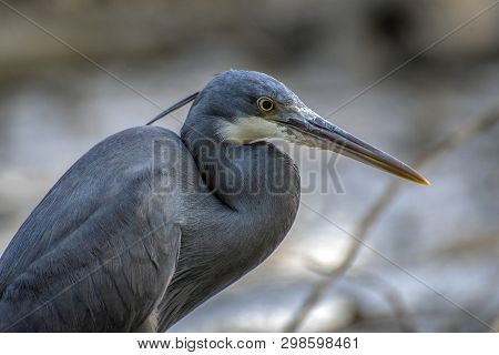Black Heron - Portrait,close Up , Egretta Ardesiaca
