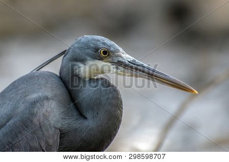 Black Heron - Portrait,close Up , Egretta Ardesiaca