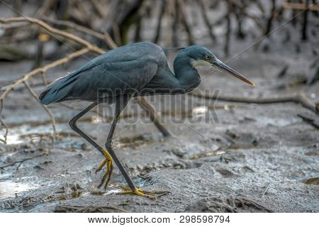Black Heron Wading In Shallow Water , Egretta Ardesiaca