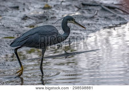 Black Heron Wading In Shallow Water , Egretta Ardesiaca