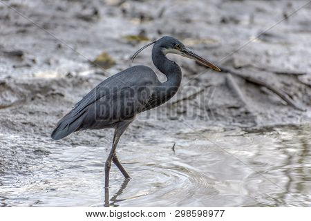 Black Heron Wading In Shallow Water , Egretta Ardesiaca