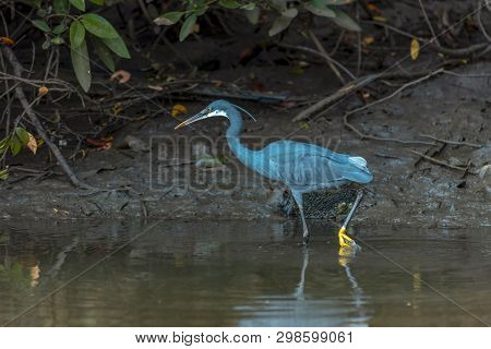 Black Heron Wading In Shallow Water , Egretta Ardesiaca