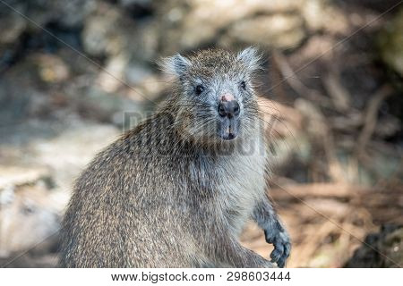 Cuban Tree Rat Or Hutia, Capromys Pilorides