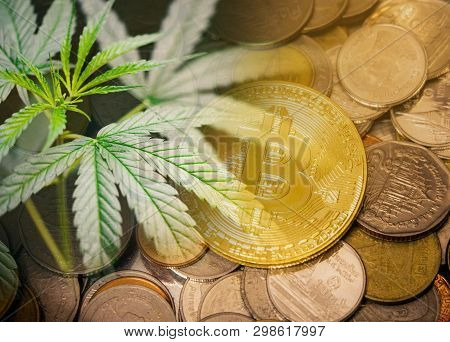 Cannabis Business Marijuana Market Industry Trend Grow Higher Quickly Concept / Cannabis Leaf Growth