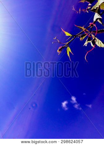 Sunny Morning, Blue Sky Dramatic View Background